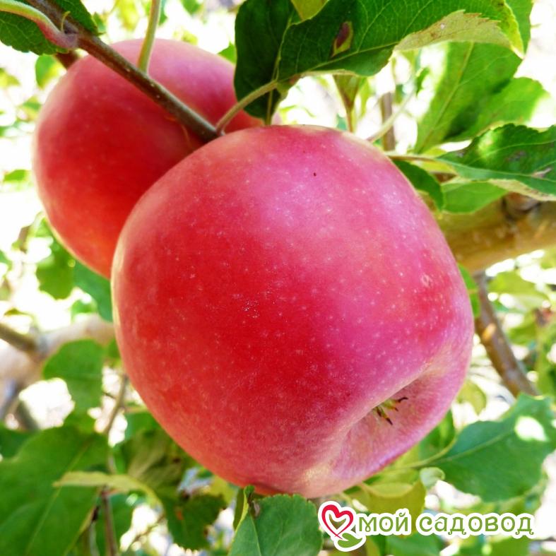 Яблоня Глостер