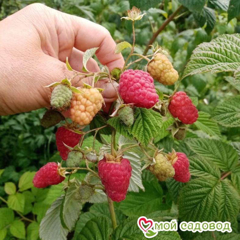 Малина Изобильная ЗКС