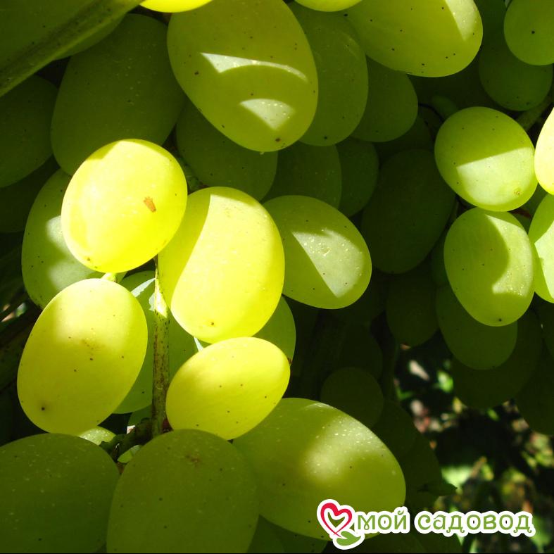 Виноград Ланселот