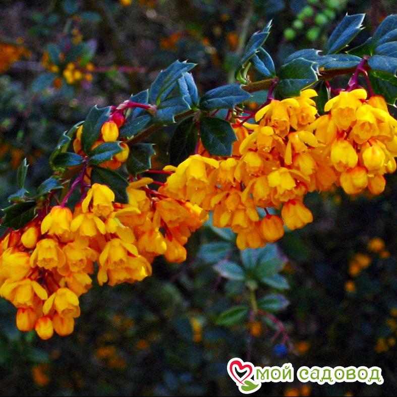 Барбарис "Дарвина"