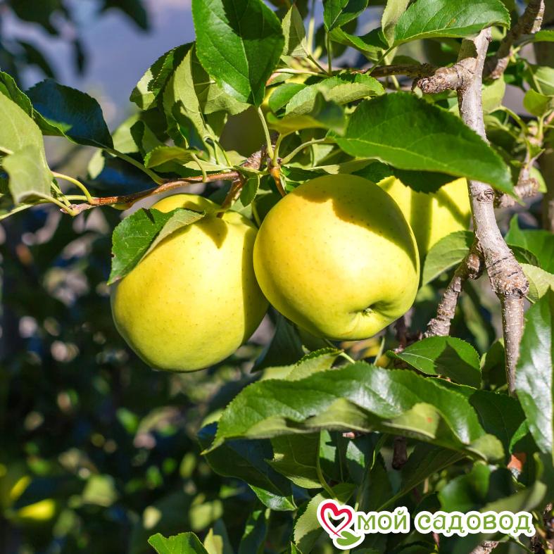 Яблоко-груша Голден Делишес