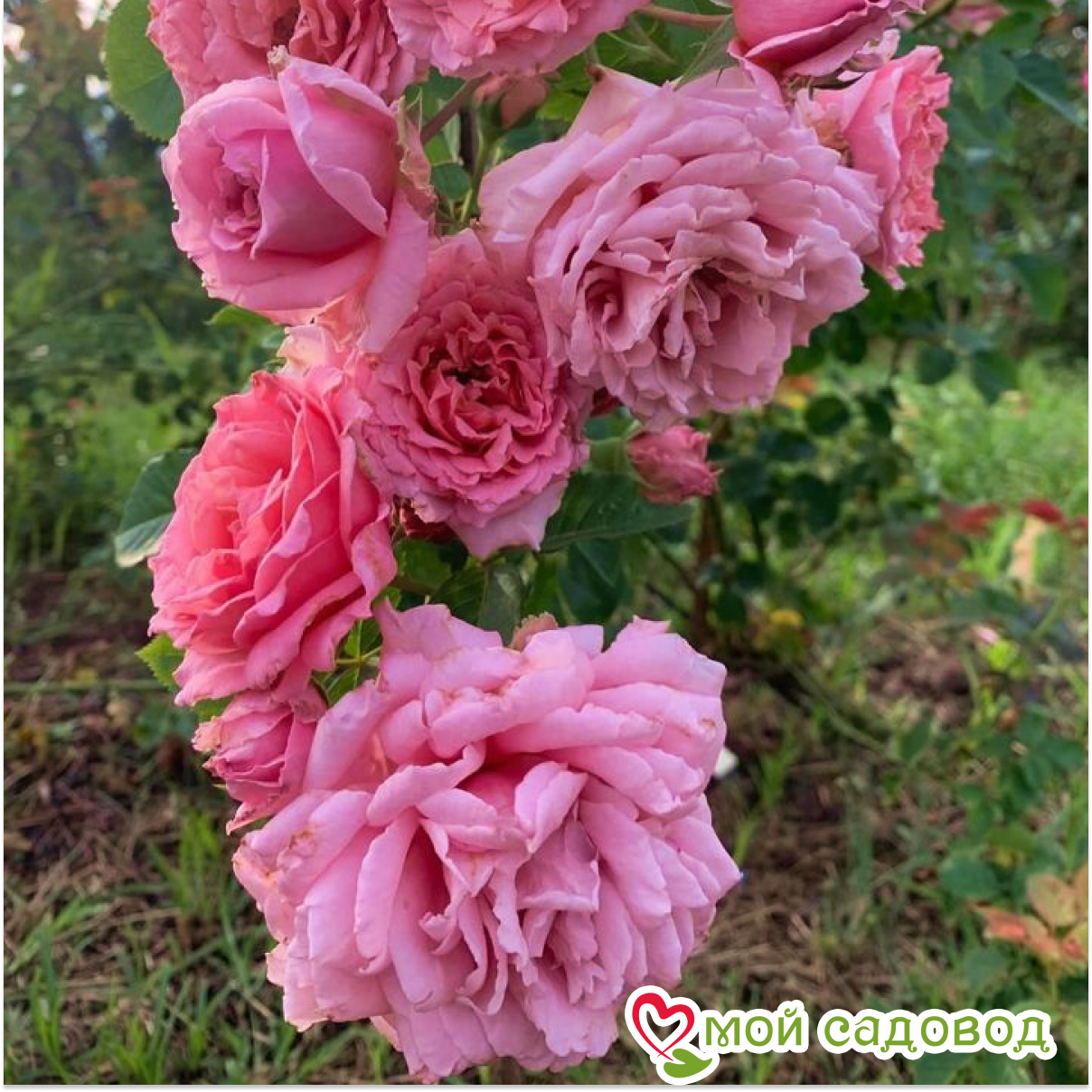 Роза плетистая Бьенвеню